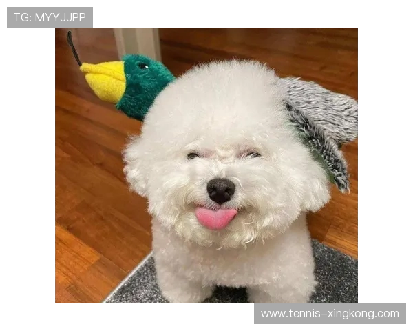 足球明星爱犬大揭秘 哪些狗狗成了球迷心中的宠儿